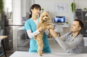 uma auxiliar de veterinária segurando um cachorro que é examinado por um veterinário em sua clínica.