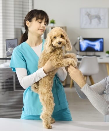 uma auxiliar de veterinária segurando um cachorro que é examinado por um veterinário em sua clínica.