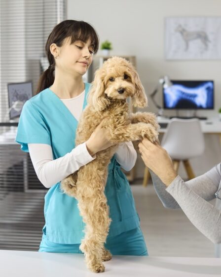 uma auxiliar de veterinária segurando um cachorro que é examinado por um veterinário em sua clínica.