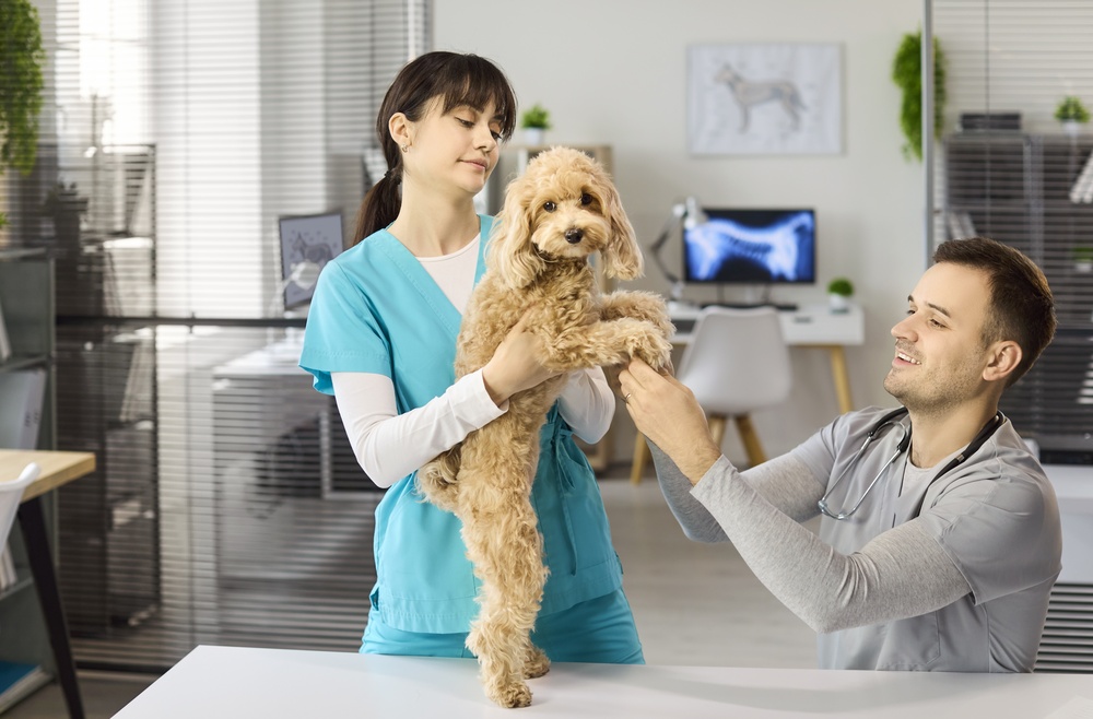 uma auxiliar de veterinária segurando um cachorro que é examinado por um veterinário em sua clínica.